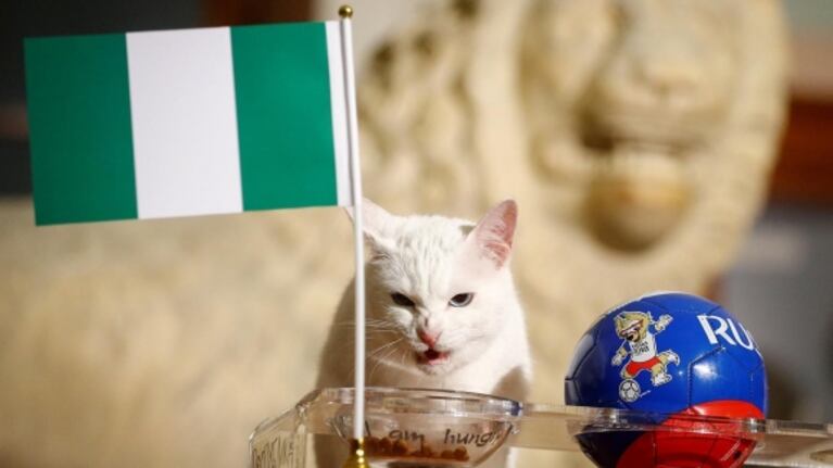 ¡Que no se cumpla! El gato "profeta" Achilles vaticinó que Argentina perderá frente a Nigeria