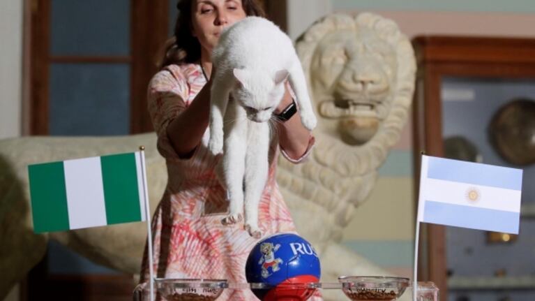 ¡Que no se cumpla! El gato "profeta" Achilles vaticinó que Argentina perderá frente a Nigeria
