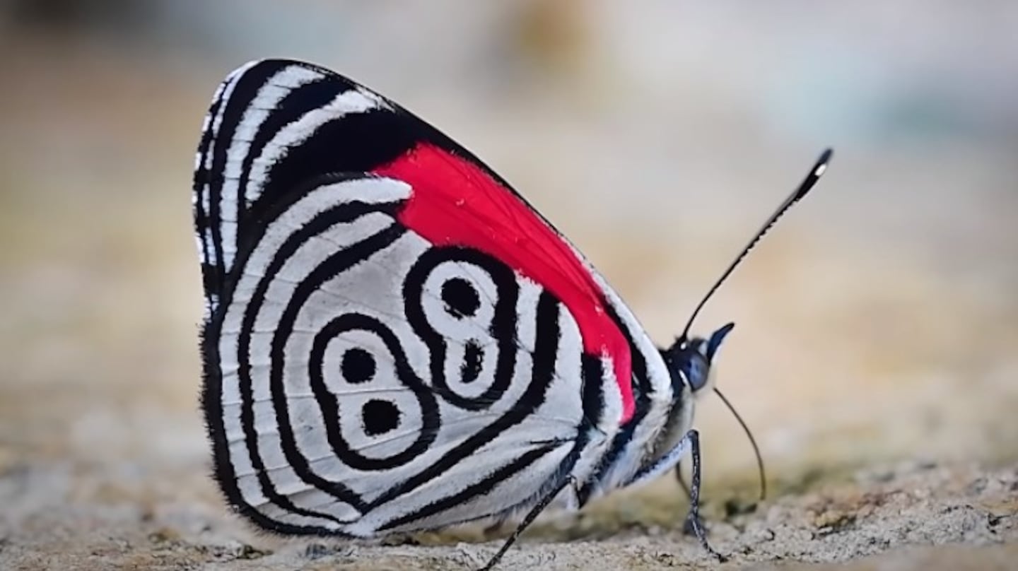 ¿Qué significa el número 88 dibujado en las alas de esta mariposa?