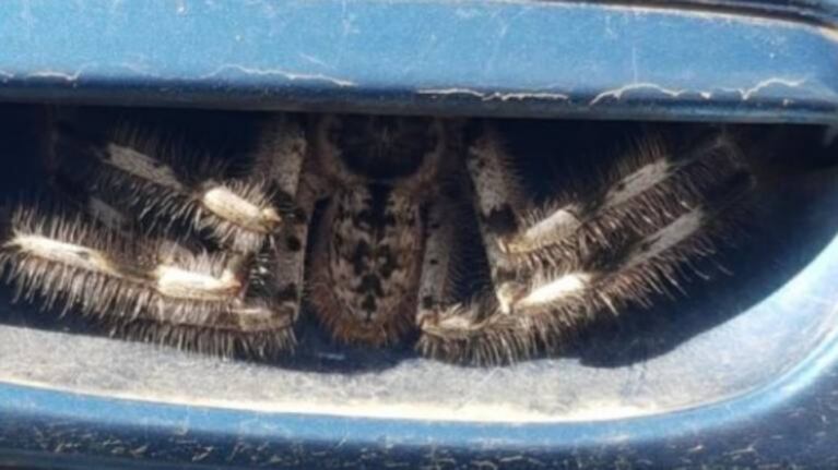 ¡Qué susto! Encuentra una araña gigante escondida en la manija de su coche