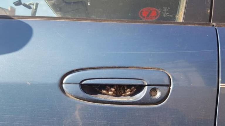 ¡Qué susto! Encuentra una araña gigante escondida en la manija de su coche