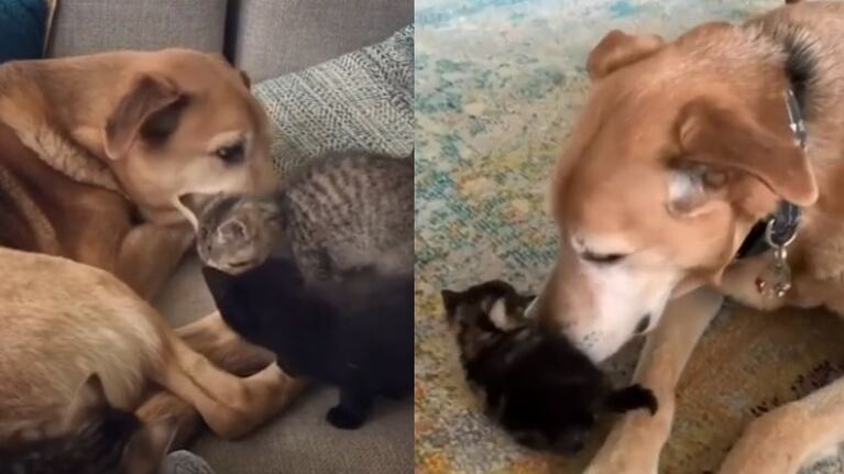 ¡Qué ternura! Un perro custodia a gatos sin familia que esperan por ser adoptados.