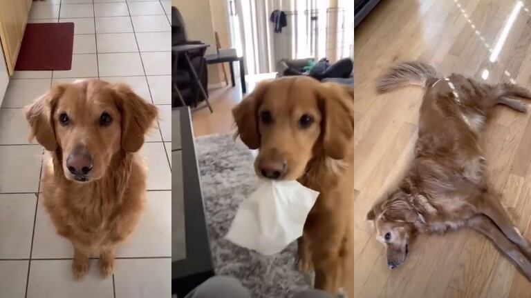 ¿Quién es un chico listo?: Sirius, el golden retriever que encandila con su demostración de trucos