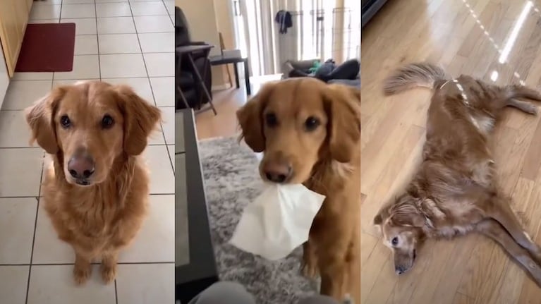 ¿Quién es un chico listo?: Sirius, el golden retriever que encandila con su demostración de trucos