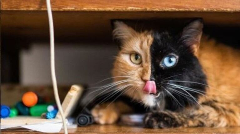 Quimera: la gata de “dos caras”