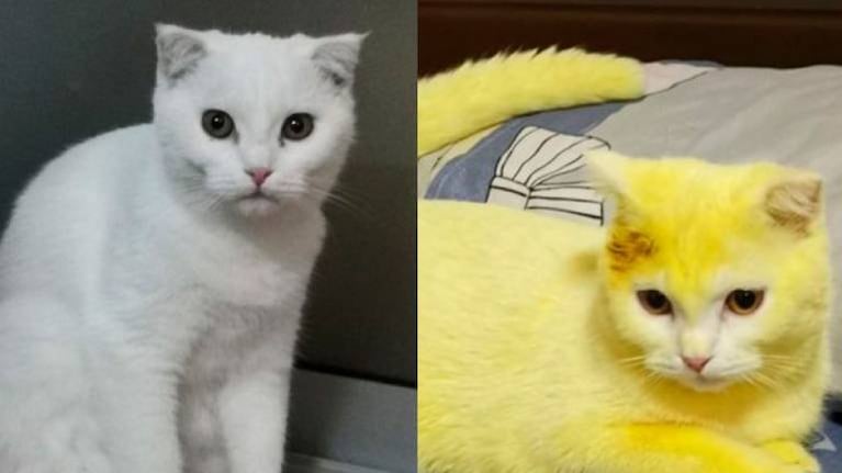 Quiso curar infección de su gato con cúrcuma y el resultado la sorprendió