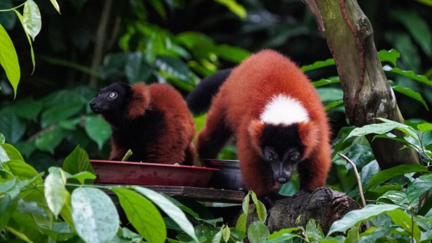  Raro: nacen dos bebés lémures rufo rojos. Foto: AFP.