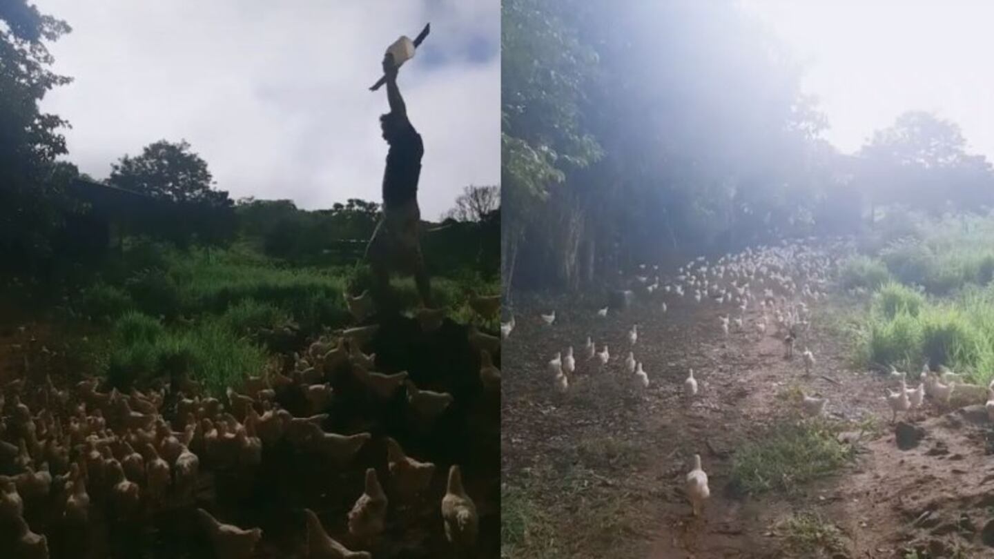 Recrea la película vengadores con los animales de su granja