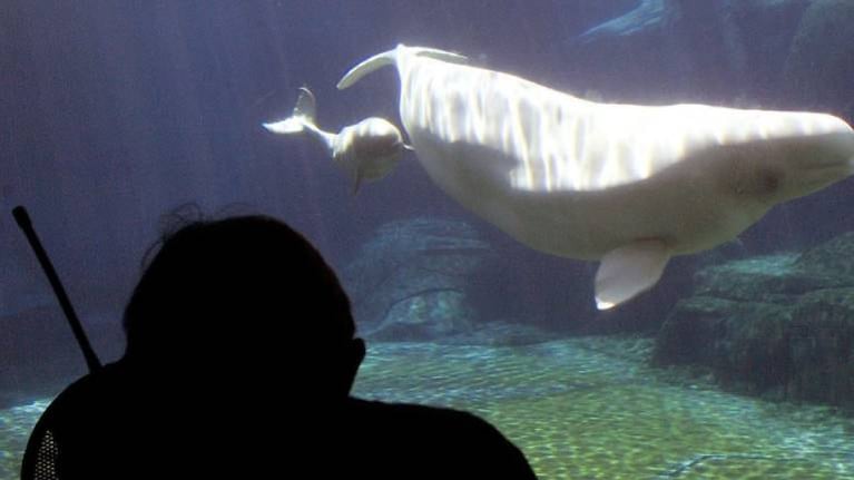 Registran el instante en que nace una cría de ballena beluga.