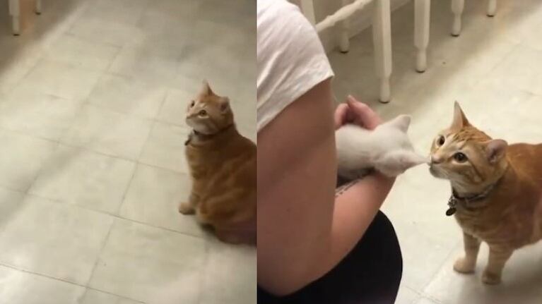 Registran en vídeo la primera vez que un gato conoce a un gatito y sorprende por su reacción