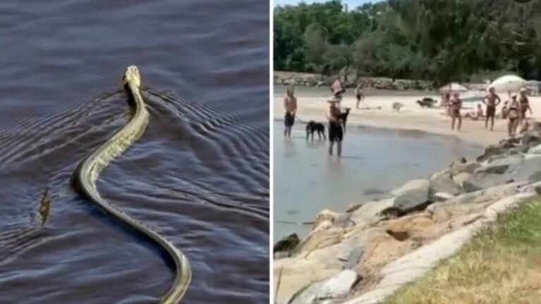 Registran peligrosa serpiente nadando cerca de niños en una playa de Australia