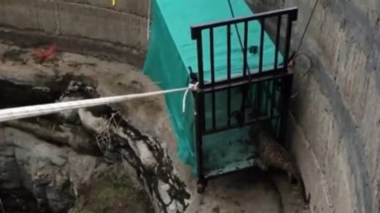 Rescatan a cachorro de leopardo que había caído en pozo