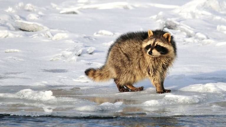Rescatan a un mapache atrapado en la mitad de un lago congelado y su reacción sorprende