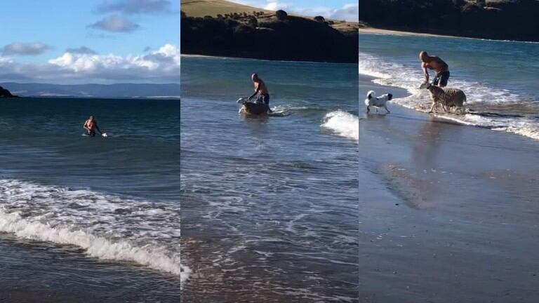 Rescatan a una oveja atrapada en el océano en una playa australiana