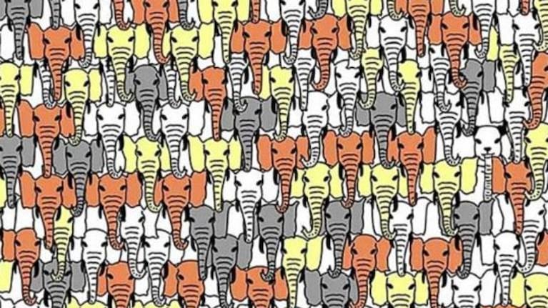 Reto visual: encontrar el oso panda en blanco y negro entre elefantes de colores