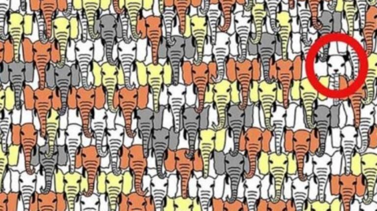 Reto visual: encontrar el oso panda entre elefantes de colores