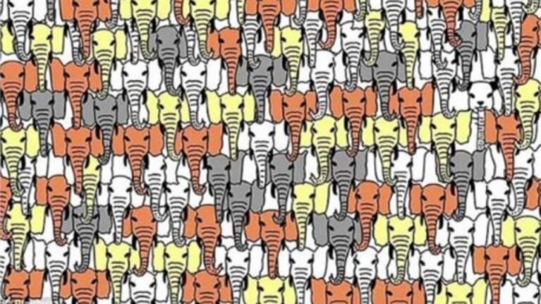 Reto visual: encontrar el oso panda entre elefantes de colores