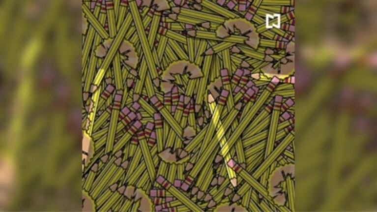Reto visual: ¿sos capaz de encontrar un lápiz mordido, otro con dos puntas y uno pequeño?