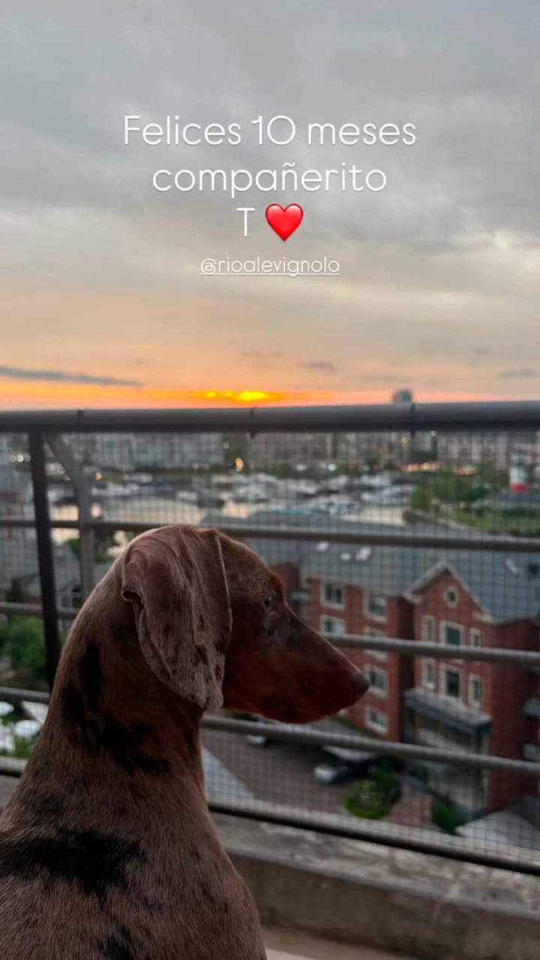 Río, el perro de Matías Alé y Martina Vignolo cumplió apenas 10 meses (Foto: Instagram @martivignolo)