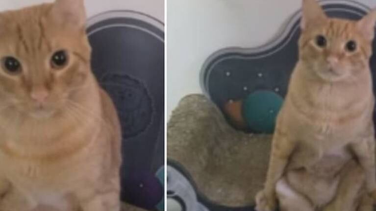 Rodriguinho, el gato que sorprende al sentarse como humano