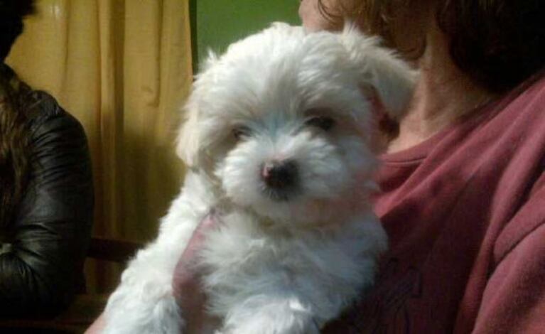 Romeo, la nueva compañía de Eugenia Tobal. (Foto: @eugtobaloficial)
