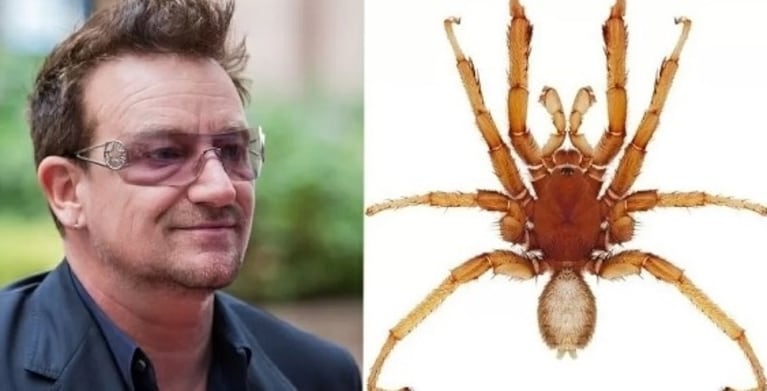 ¿Sabías que existe una araña bautizada en honor a Bono?