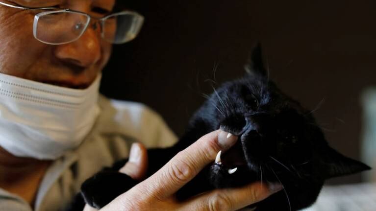 Sakae Kato, el hombre que dejó todo y cuida en Fukushima a 41 gatos abandonados tras el desastre nuclear