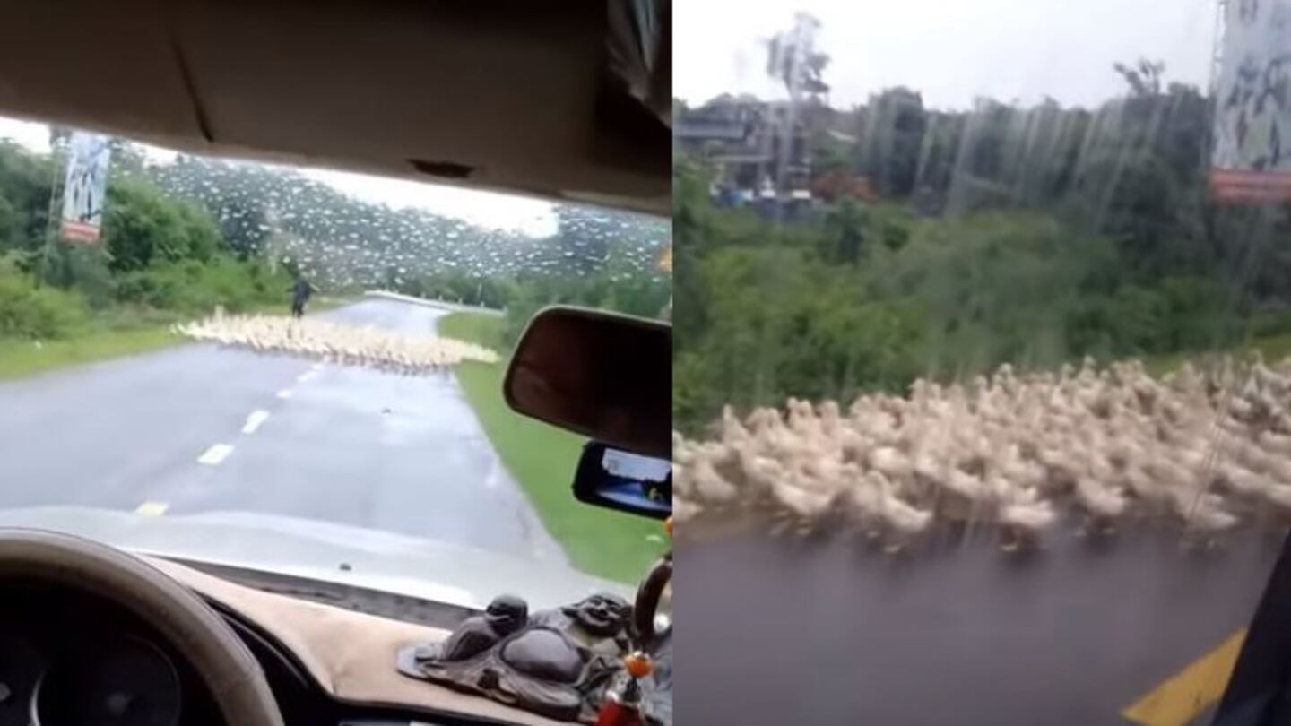  Salió de casa para ir al trabajo y se encontró con cientos de patos en el camino