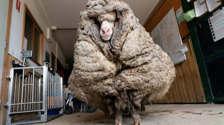 Salvan a oveja salvaje que llevaba más de 35 kilos de lana encima