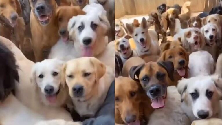 Sawnee Dog Retreat, el campamento-guardería para perros