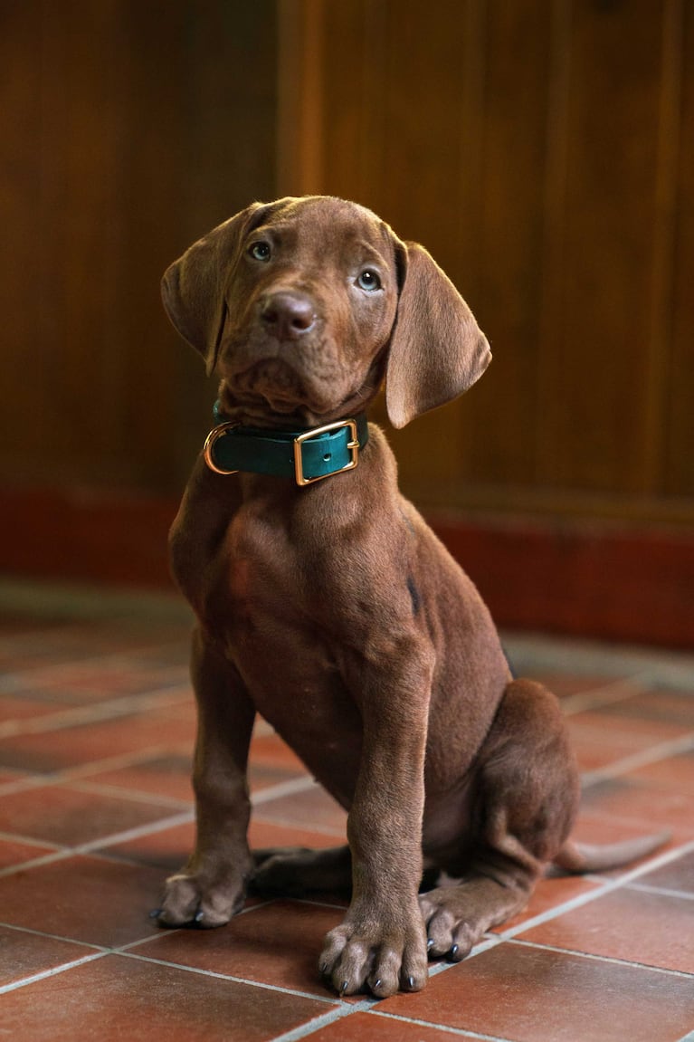 Scooby-Doo de Netflix (Foto: cortesía Netflix)