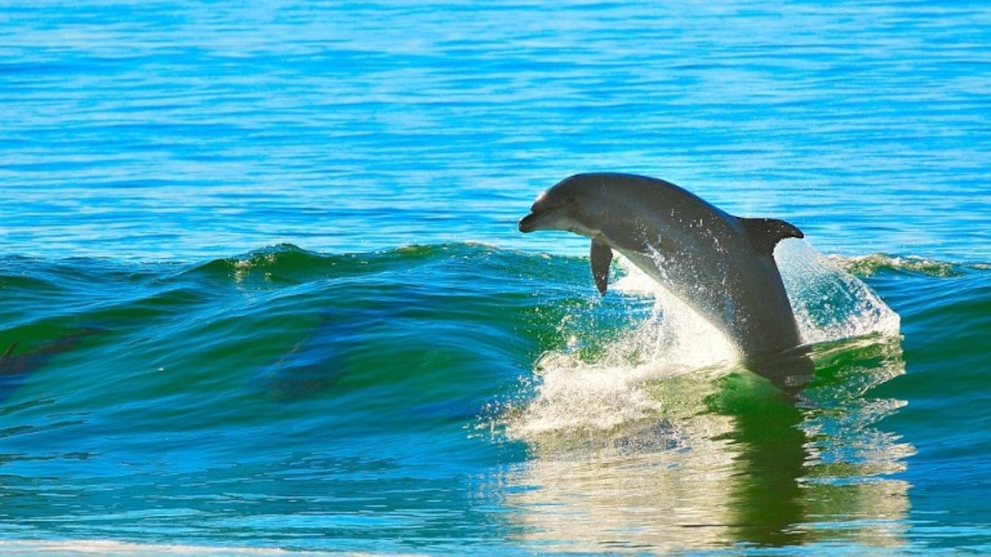 Se hace viral un video de un delfín agradeciendo a sus rescatistas. Foto: Pixabay.