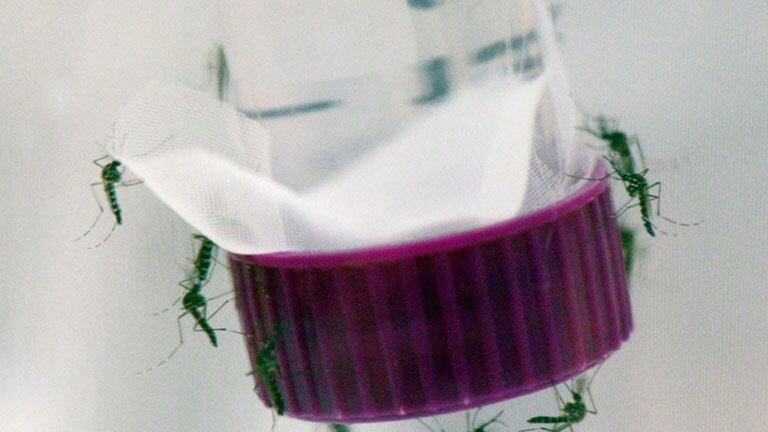 Se hacía pasar por médico y atendía a pacientes con dengue: lo detuvieron