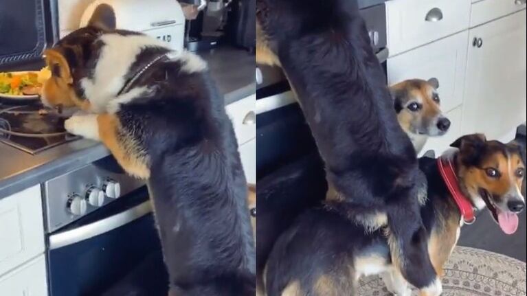 Se las rebuscó: usó de banco a sus hermanos perrunos para comer las sobras de la comida 