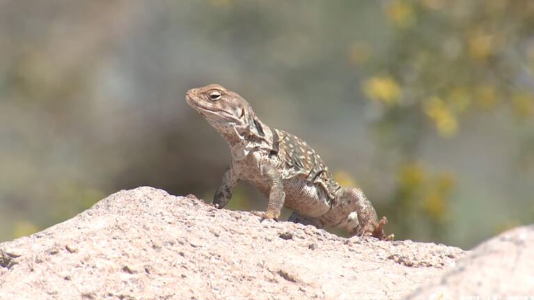 Se supo qué hay que hacer si una lagartija entra en tu casa. Foto: Atlas Animal