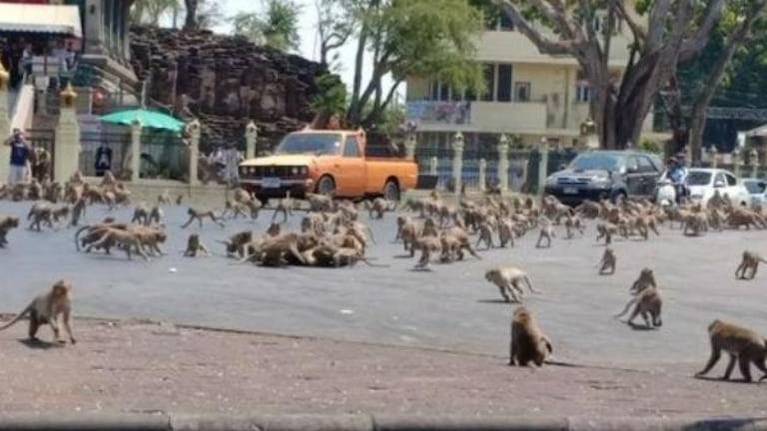 Seis mil monos sueltos dominan ciudad de Tailandia y la gente se refugia en sus casas