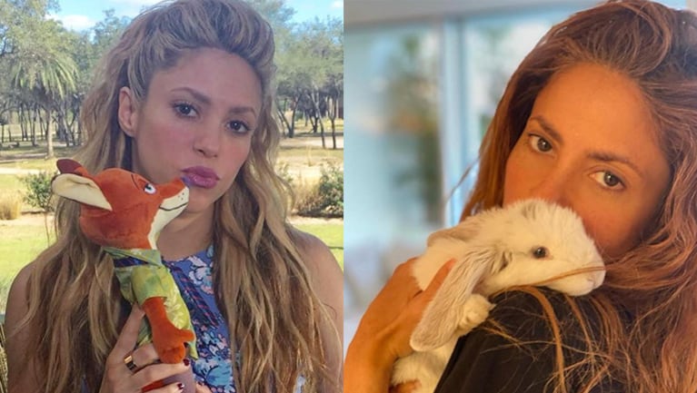 Shakira presentó al nuevo integrante de su familia, un tierno conejito.