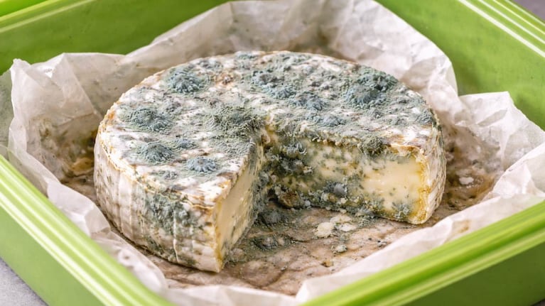 Si el queso se guarda mal en la heladera, aparece el moho. Foto: IA