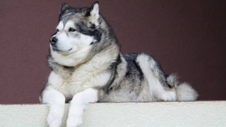 Simula robo para poner a prueba a su perro guardián, pero su reacción lo deja sin palabras