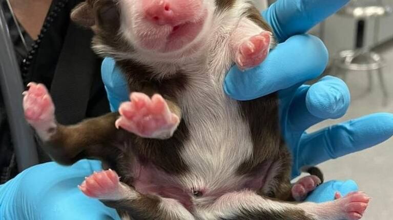 Skipper, la perrita que nació con 6 patas, 2 colas y 2 aparatos reproductores