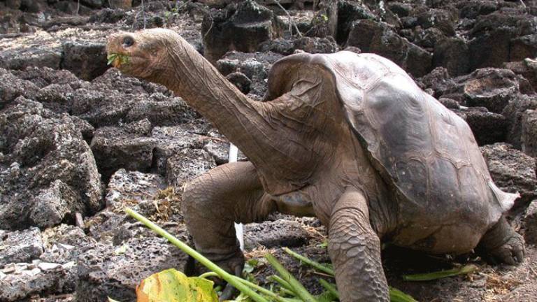 Solitario George, la tortuga más famosa de las islas Galápagos, tendrá su propia película