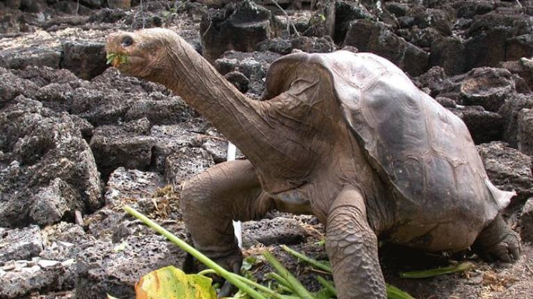 Solitario George, la tortuga más famosa de las islas Galápagos, tendrá su propia película