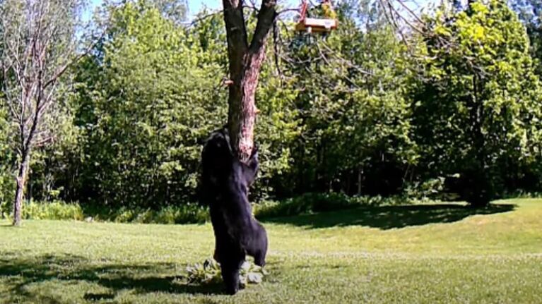 Sorprenden a un oso caminando sobre dos patas en el jardín trasero de una casa