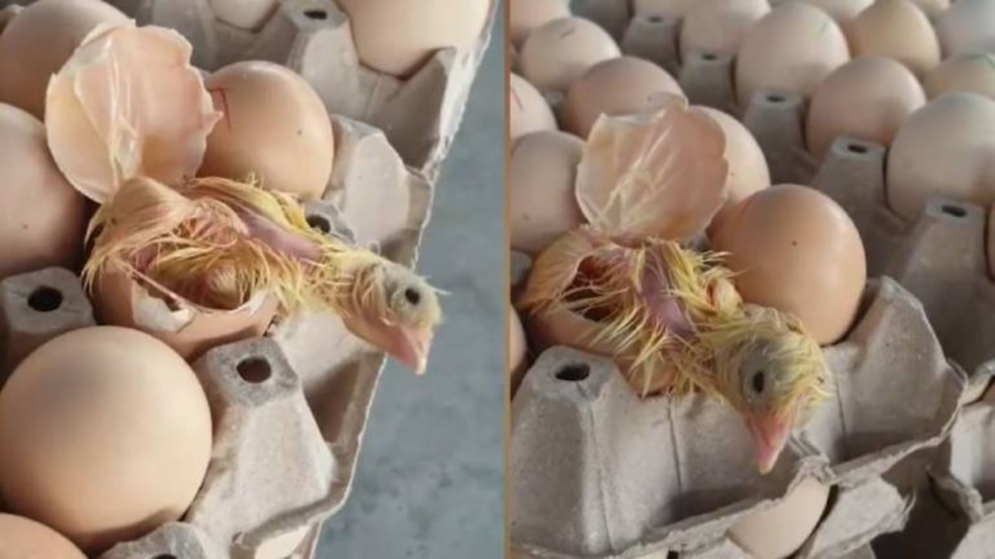 Sorpresa en un supermercado: al abrir una caja de huevos descubren a pollito naciendo