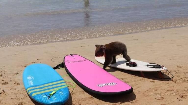 Sorpresa en una playa australiana tras la inesperada visita de un koala