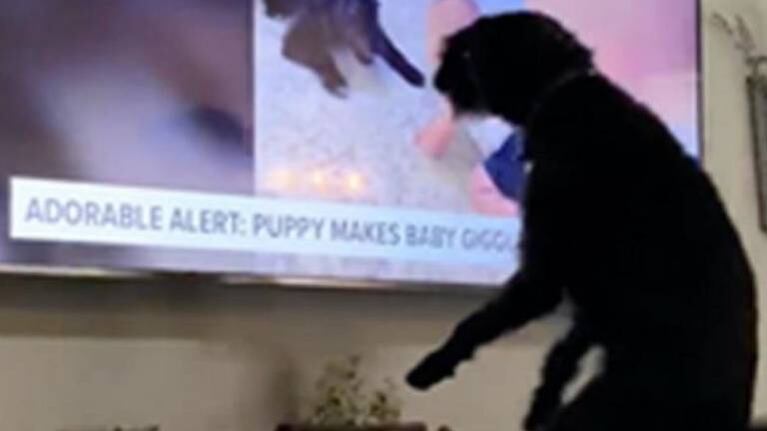 Soy mi fan: la enternecedora reacción de un perro al verse en la televisión