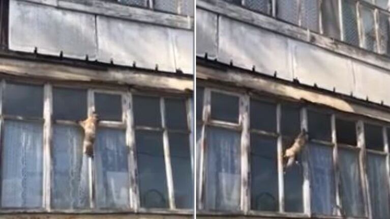 ¿Spider-gato?: este felino trepa por la fachada de un edificio para colarse por una ventana