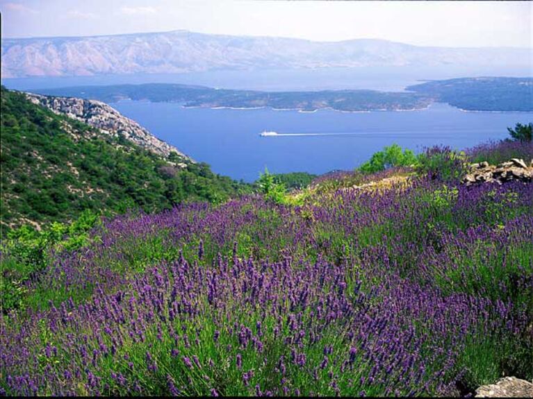 starigrad_lavanda.jpg