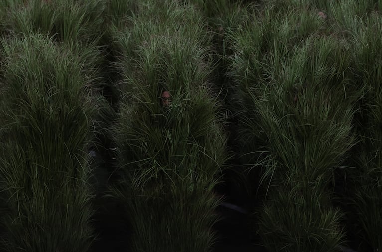Super Bowl LX - Half-Time Show - New England Patriots v Seattle Seahawks - Levi's Stadium, Santa Clara, California, United States - February 8, 2026 Performers wear tree costumes as Bad Bunny performs during the halftime show REUTERS/Carlos Barria