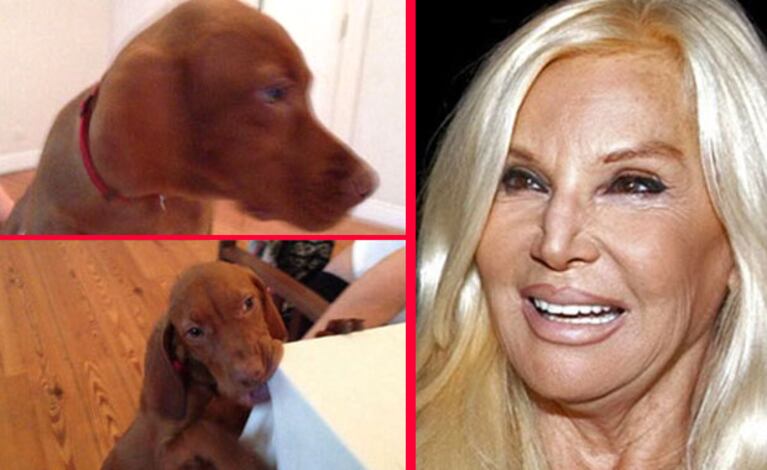 Susana Giménez y su perro Kiko. (Fotos: Web y Twitter @Su_Gimenez)